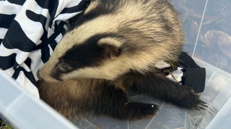 Petardą wybudzili borsuka? Zamiast fajerwerków wrzuć datek na leczenie Patrycjusza!