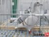 Gołębie pocztowe opanują Żarów. Pokazy, aukcje i wręczenie nagród dla hodowców