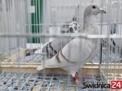Gołębie pocztowe opanują Żarów. Pokazy, aukcje i wręczenie nagród dla hodowców