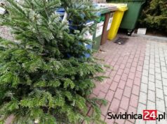 Co zrobić z choinką po świętach?