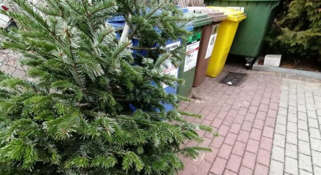 Co zrobić z choinką po świętach?