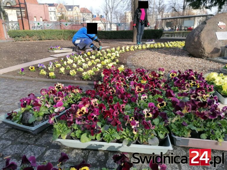 Oszczędności oszczędnościami, a prezydent Świdnicy nie rezygnuje z kwiatków [FOTO]
