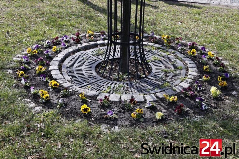 Ponad 300 tysięcy złotych na sezonowe kwiatki. Zapłacą świdniccy podatnicy