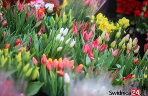 Dzień Kobiet w powiecie świdnickim. Jakie zaplanowano wydarzenia?