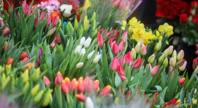 Dzień Kobiet w powiecie świdnickim. Jakie zaplanowano wydarzenia?