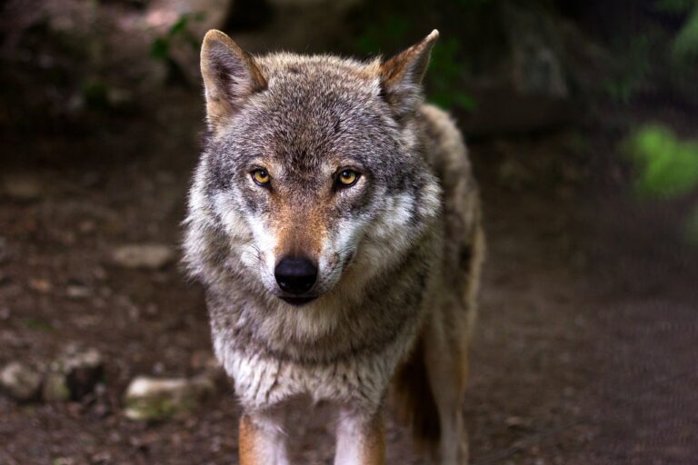 W gminie Świdnica zaobserwowano obecność wilków. Urząd Gminy przypomina o zasadach bezpieczeństwa