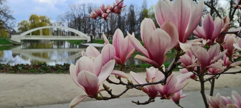 Kwitnąca wiosna na fotografiach czytelników [ROZWIĄZANIE KONKURSU]