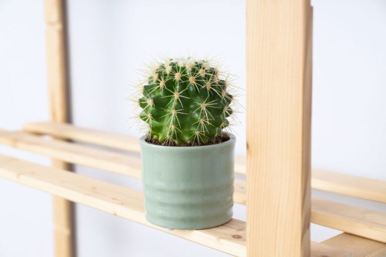 Jak wybrać doniczkę do kaktusa i innych roślin pustynnych?