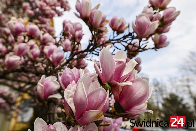 Świdnickie magnolie w rozkwicie [FOTO]