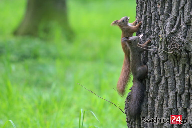 Park Młodzieżowy po zakończeniu rewitalizacji. Jak wygląda obecnie? [FOTO/VIDEO]