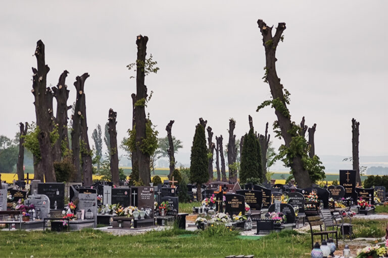 Ponad pół miliona złotych kary dla parafii za ogłowienie drzew na cmentarzu