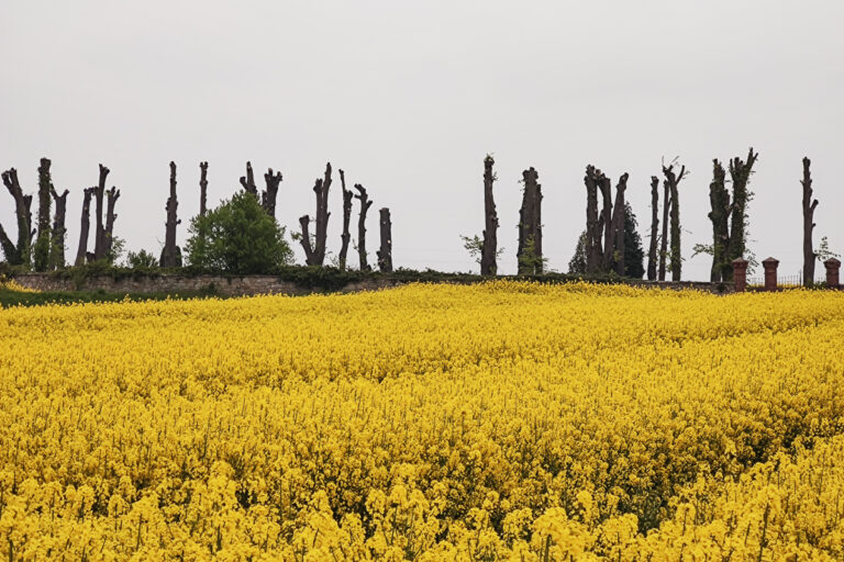 „Przerażający widok, cmentarz drzew”. Jest wniosek o ukaranie sprawcy ogłowienia drzew [FOTO]