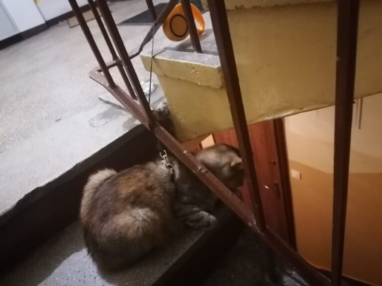Kot uwiązany na klatce schodowej, poranna popijawa, notoryczne problemy z bezdomnym. Interwencje straży miejskiej