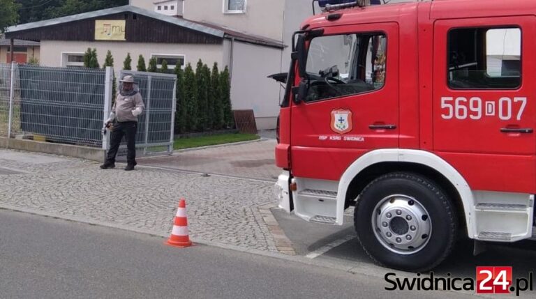 Rój pszczół na zjeżdżalni, gniazdo os przy przejściu dla pieszych. Coraz więcej interwencji