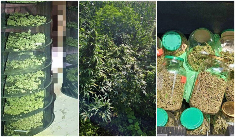 Plantację konopi urządził w ogródku warzywnym, narkotyki trzymał w lodówce i na strychu. Policjanci zatrzymali 33-latka [FOTO]