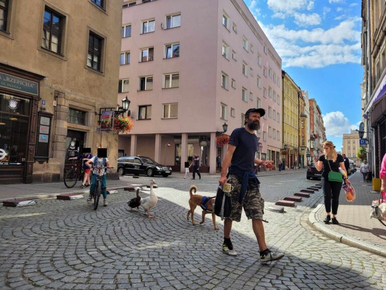 Pies, gęś i kaczka w centrum Świdnicy