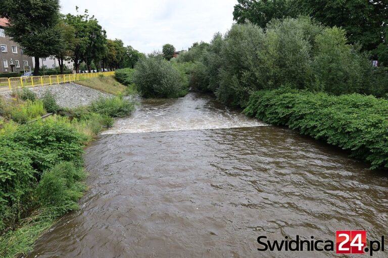 „To nie las albo park, to koryto Bystrzycy”. Rzeka zarasta coraz bardziej, jest apel o podjęcie działań