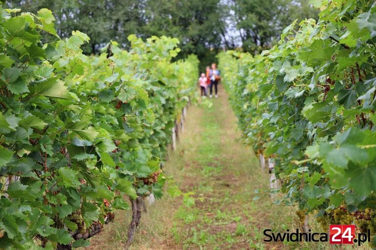 Gmina Świdnica. Święto turystyki i wina odwołane