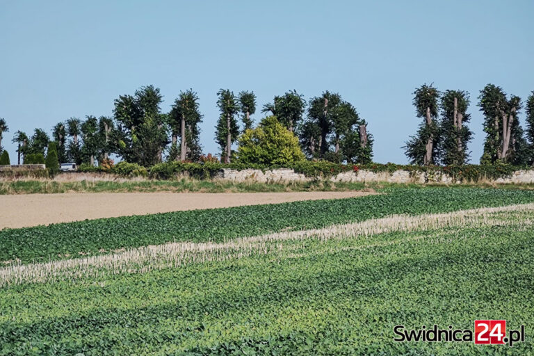 Parafia nie będzie musiała płacić pół miliona złotych kary za ogłowienie drzew? Burmistrz tłumaczy się z wydanej decyzji