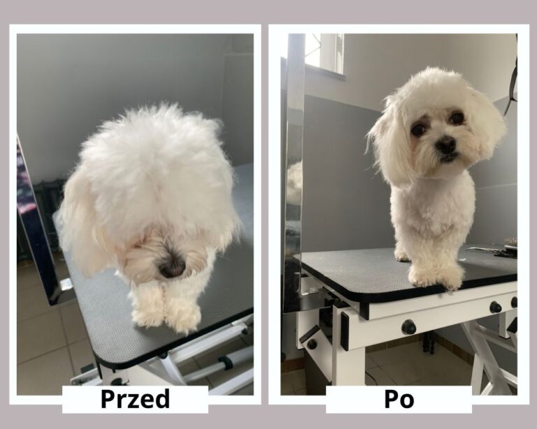 Nowy, świdnicki salon pielęgnacji dla Waszych pupili!