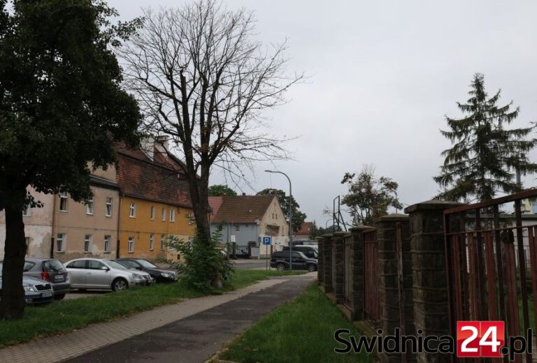 Uschnięte drzewa na ulicach Świdnicy. Dlaczego nie są szybko usuwane?
