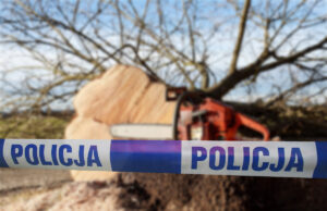 Tragiczny wypadek podczas wycinki drzew. Mężczyzna zginął na miejscu