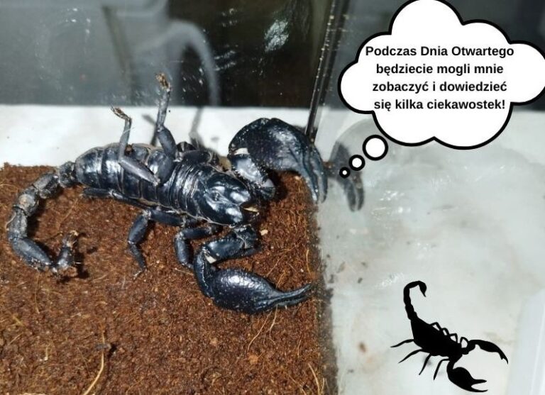 Chcesz poznać skorpiona? Puszek Imperator zaprasza na dzień otwarty do świdnickiego schroniska