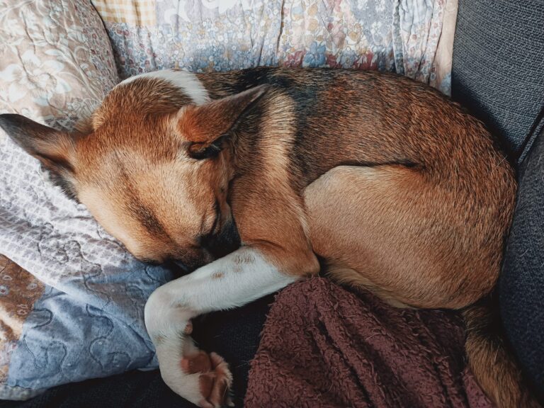 Uciekła wystraszona petardą, dwie zguby trafiły do schroniska