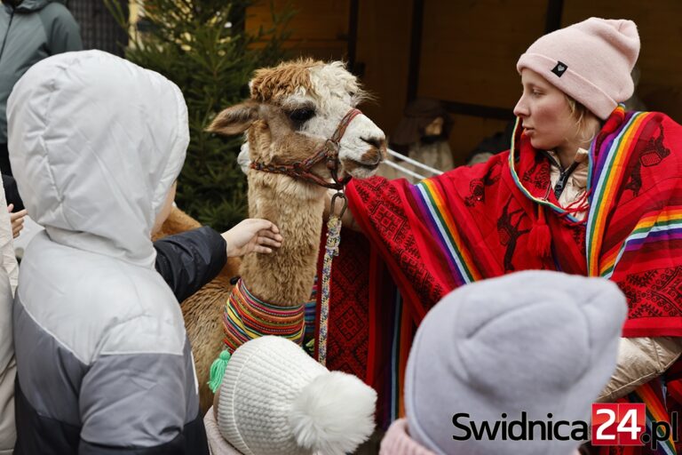 Alpaki na świdnickim jarmarku. A jutro Mikołaj i Wigilia Wszystkich Świdniczan [FOTO]