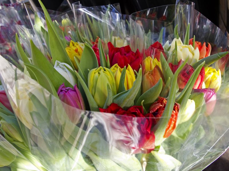 Bukiety tulipanów zapakowane w przezroczysty celofan - sklep.grala.com.pl
