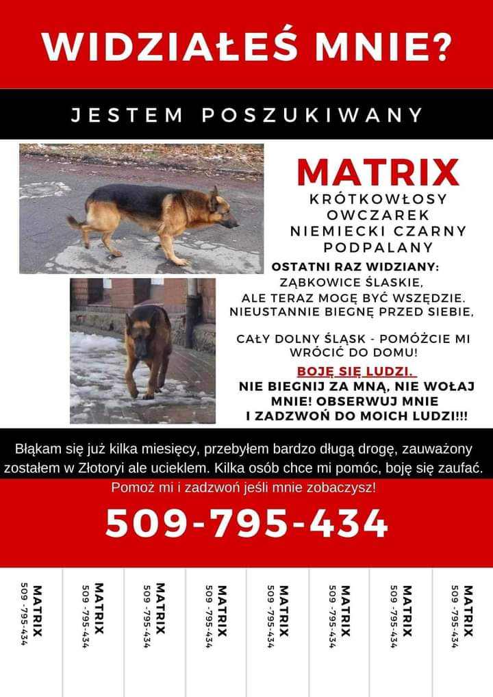 Szukają psa Matrixa