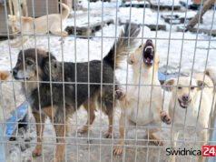 Pomóż zwierzętom przetrwać zimę! Schronisko apeluje o domy tymczasowe