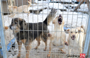 Pomóż zwierzętom przetrwać zimę! Schronisko apeluje o domy tymczasowe