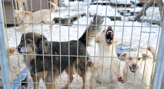 Pomóż zwierzętom przetrwać zimę! Schronisko apeluje o domy tymczasowe