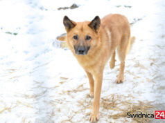 Pies na splątanym łańcuchu na mrozie. Policja interweniuje i apeluje