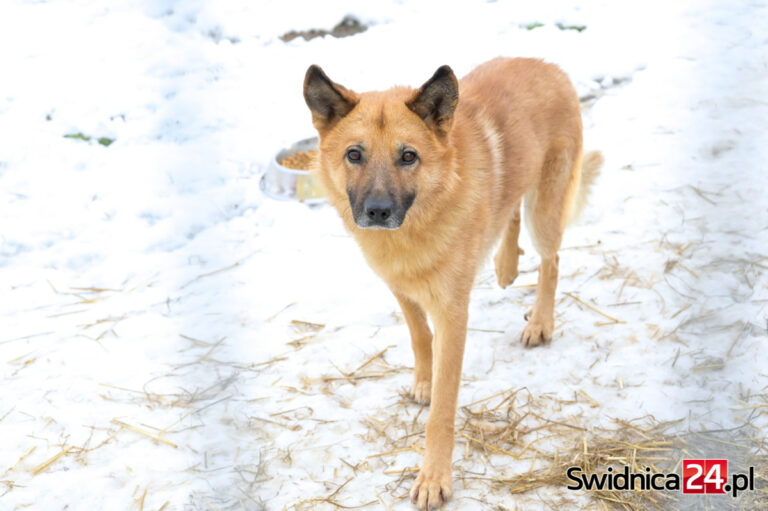 Pies na splątanym łańcuchu na mrozie. Policja interweniuje i apeluje