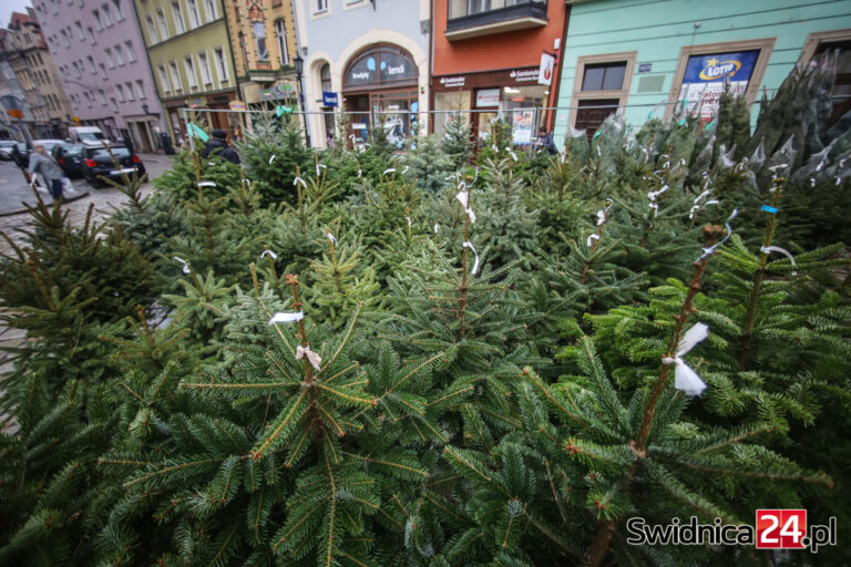 Jaką choinkę kupić, by nie straciła szybko igieł? Doradza naukowiec Uniwersytetu Przyrodniczego