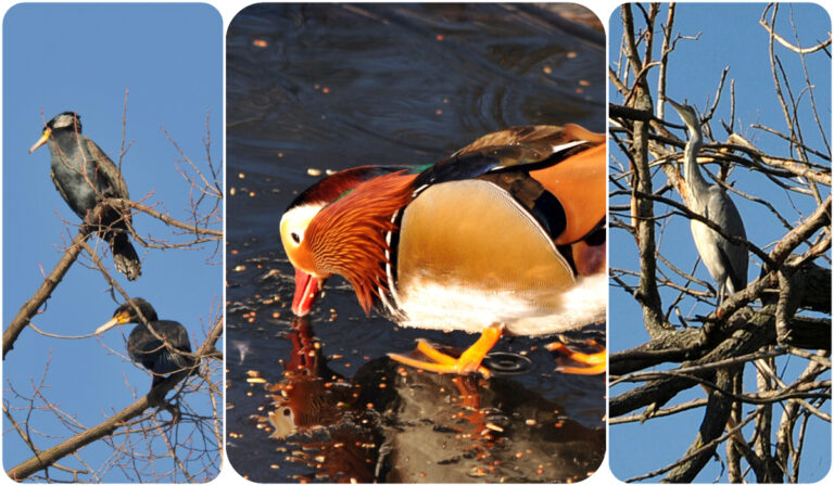 Barwni i nietypowi goście Parku Centralnego. Eksperci przypominają, jak dokarmiać ptaki w okresie zimowym [FOTO]