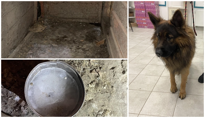 Całe życie w klatce. Policja odebrała psa mieszkańcowi Komorowa [FOTO]
