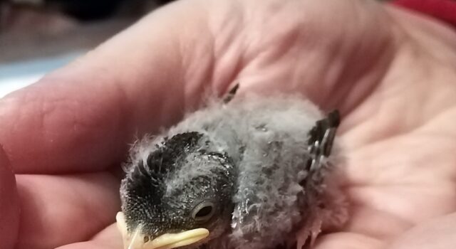 Robotnik skazany za wyrzucenie gniazd z żywymi jaskółkami. Prokuratura i sąd nie odpuszczają