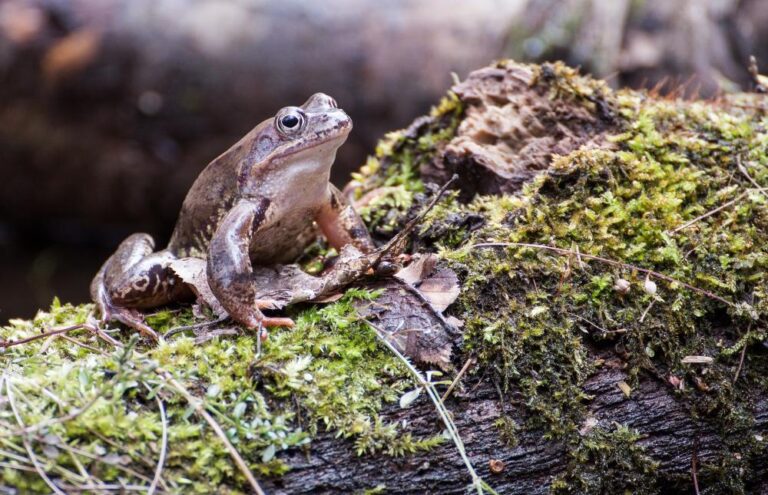 „Akcja Żaba”. Leśnicy ratują płazy, które giną pod kołami aut [FOTO]