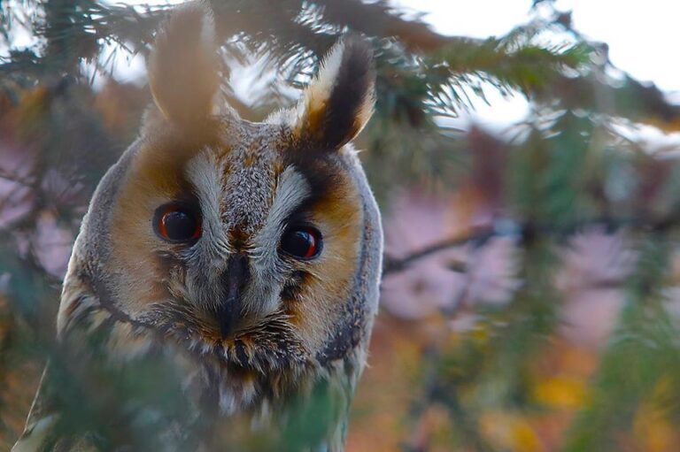 Co w lesie huczy? Leśnicy zapraszają na spacer do świata sów