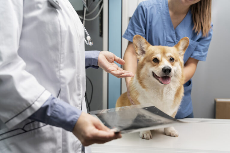 Med-vet – przychodnia weterynaryjna, w której miłość i pasja do zwierząt, łączą się z wiedzą i doświadczeniem