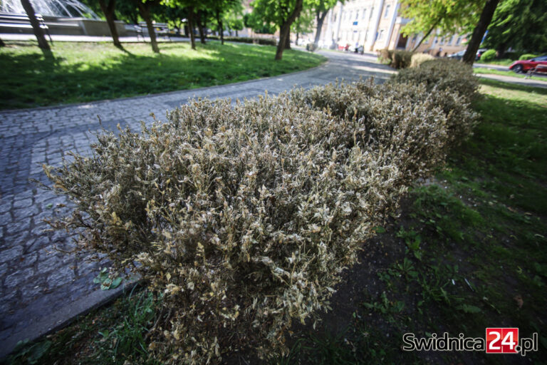 Mieszkańcy zmartwieni obumieraniem bukszpanowych żywopłotów [FOTO]