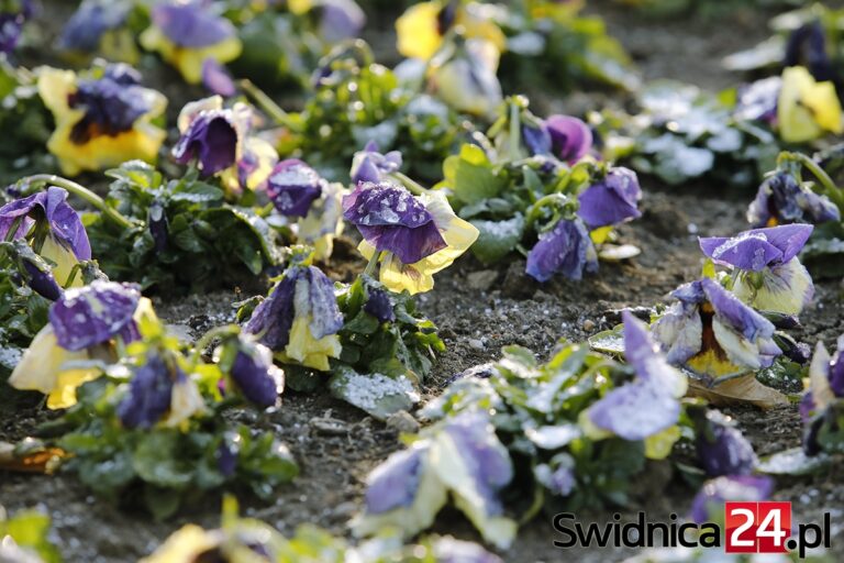 Ostrzeżenie przed przymrozkami