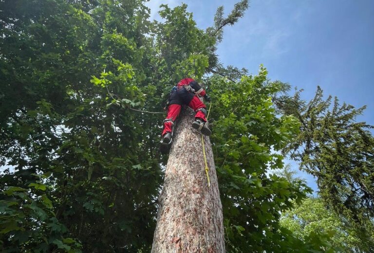 Strażacy ćwiczyli wspinaczkę na drzewa [FOTO]