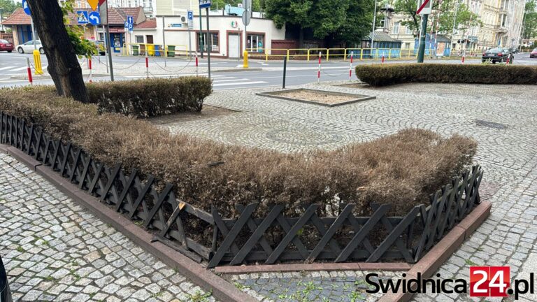 Bukszpany znikną z krajobrazu Świdnicy? [FOTO]