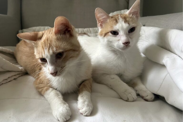 Koci „dwupak” czeka na kochający dom