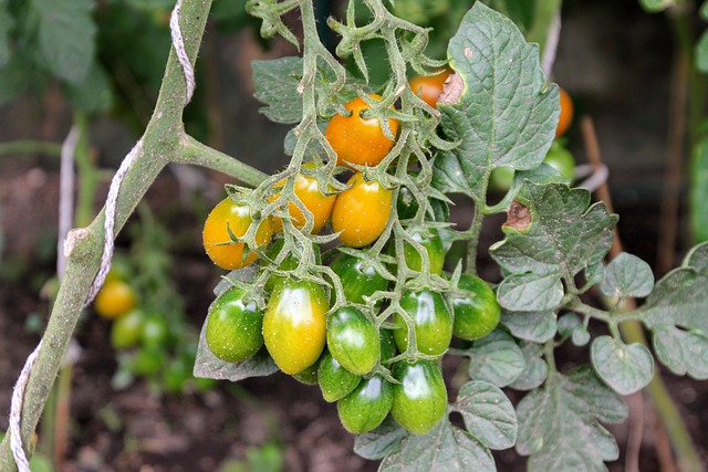 Pielęgnacja pomidorów – podlewanie i nawożenie