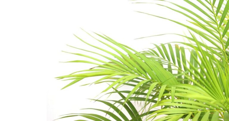 Przesadzanie palmy areka – jaką doniczkę wybrać?